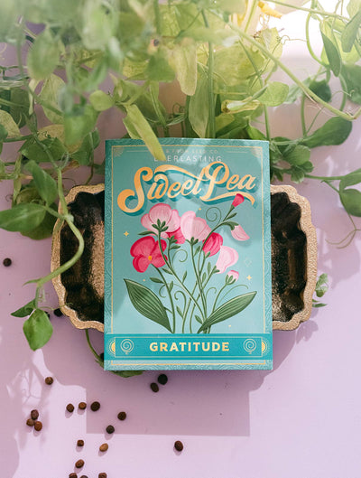 Everlasting Sweet Pea (Gratitude) - Floriography Seed Packet