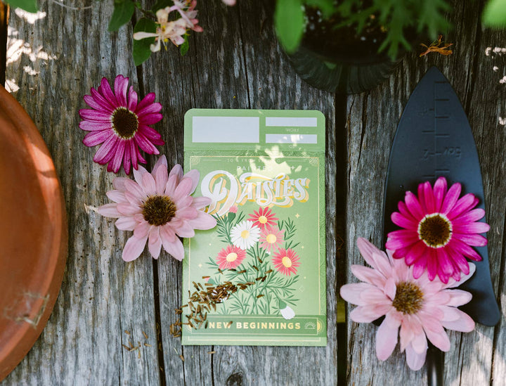 Painted Daisies (New Beginnings) - Floriography Seed Packet